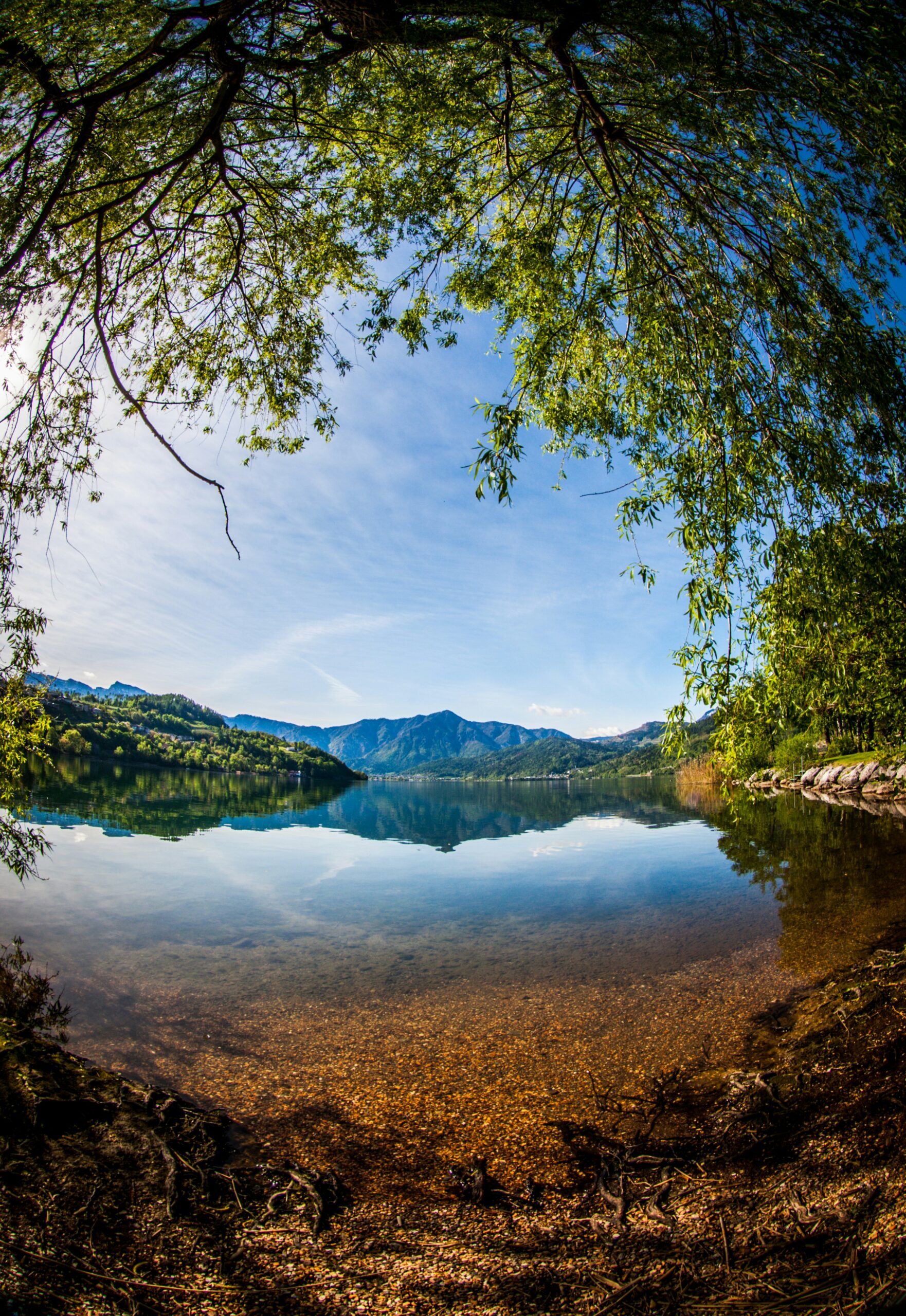 green trees near lake under blue sky during daytime